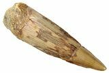 Fossil Spinosaurus Tooth - Real Dinosaur Tooth #278065-1